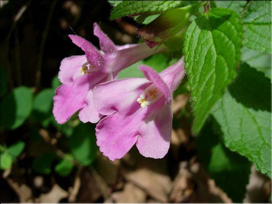 MelitisMelissophyllum06-043