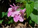 MelitisMelissophyllum06-043