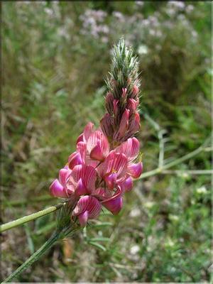 OnobrychysViciifolia06-037MD