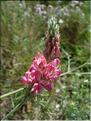OnobrychysViciifolia06-037MD