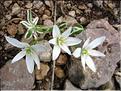 OrnithogallumUmbellatum06-0