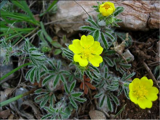 PotentillaHirta6073