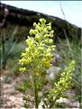 ResedaLutea06-069MD