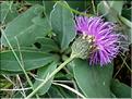 SerralutaNudicaulis6076