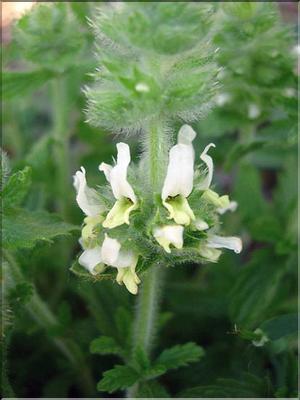 SideritisScordioides6063