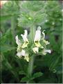 SideritisScordioides6063