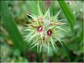 TrifoliumStellatum06-117MD