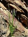 anarrhinum_bellidifolium6317