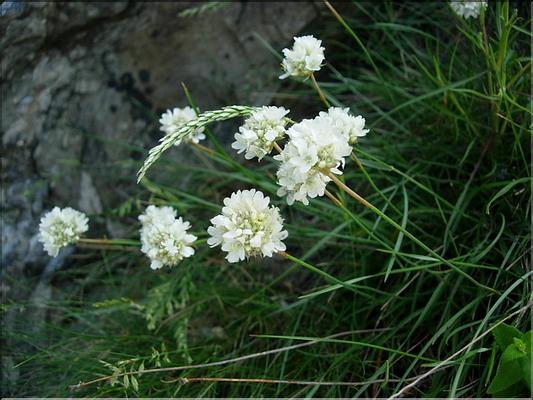 armeria_ruscinonensis_littorifuga1832