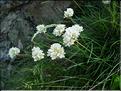armeria_ruscinonensis_littorifuga1832