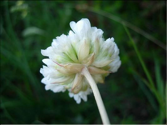 armeria_ruscinonensis_littorifuga1887