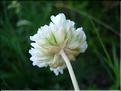 armeria_ruscinonensis_littorifuga1887
