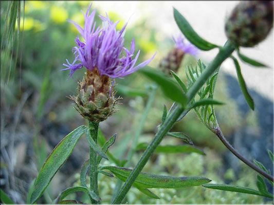 centaurea_hanryi_spinab1869