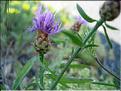 centaurea_hanryi_spinab1869
