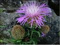 centaurea_pectinata1864