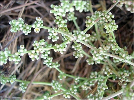 corrigiola_telephiifolia6283