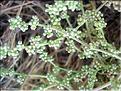 corrigiola_telephiifolia6283