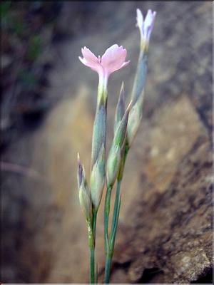 dianthus_pyrenaicus6288