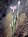 dianthus_pyrenaicus6288