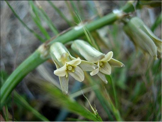 dipcadi_serotinum1848