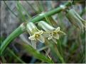 dipcadi_serotinum1848
