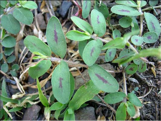 euphorbia_maculataMD11