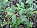 euphorbia_maculataMD11
