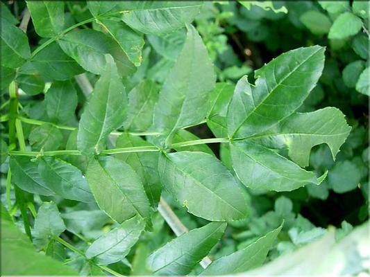 fraxinus_angustifolius6310