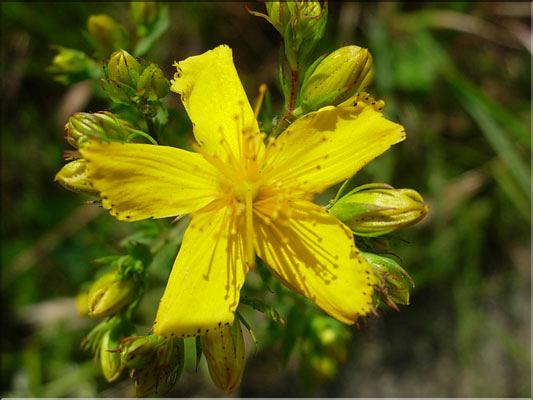 hypericum_perforatum1808