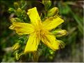 hypericum_perforatum1808
