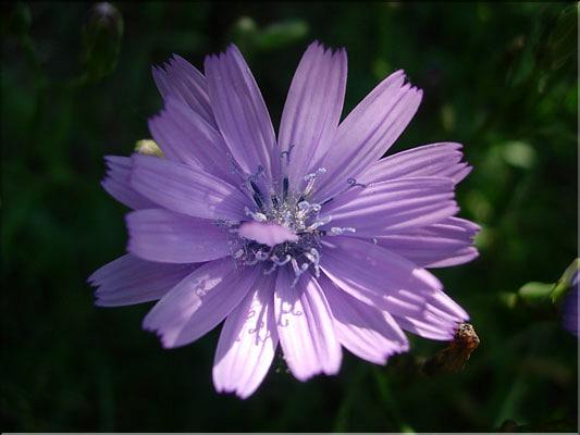 lactuca_perennis1836