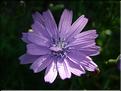lactuca_perennis1836