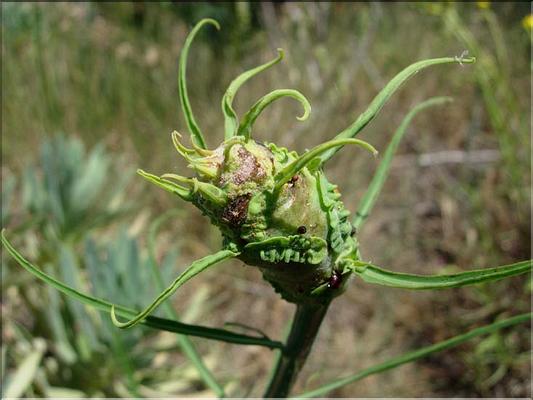 lactuca_viminea_galeMD17