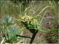 lactuca_viminea_galeMD17