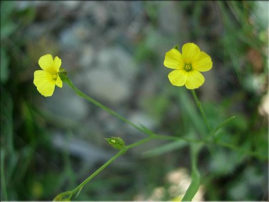 linum_trigynum1797
