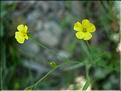 linum_trigynum1797