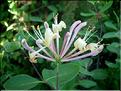 lonicera_etrusca6327