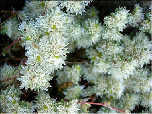 paronychia_argentea6324
