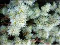paronychia_argentea6324