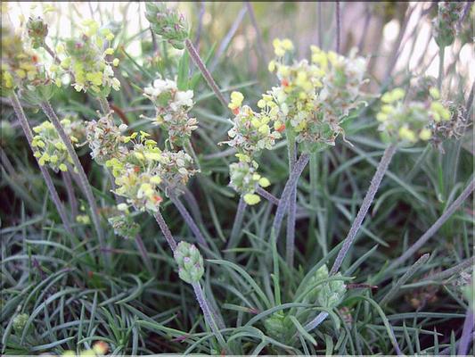 plantago_holosteum6284