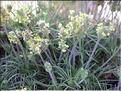 plantago_holosteum6284