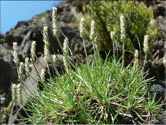plantago_subulata6293