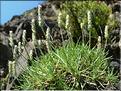 plantago_subulata6293