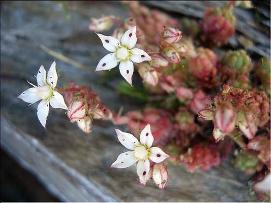 sedum_hirsutum6289