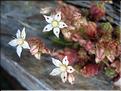 sedum_hirsutum6289