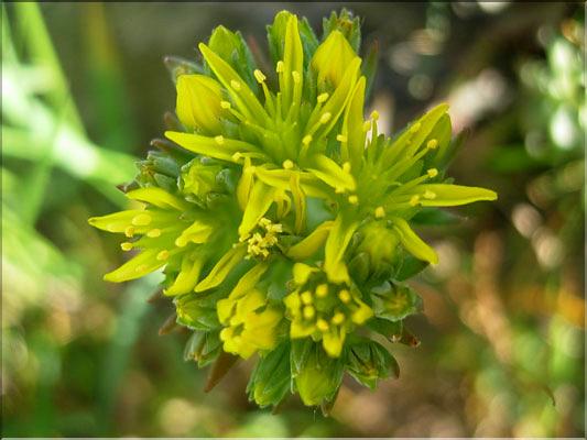 sedum_rupestre1828