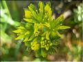 sedum_rupestre1828