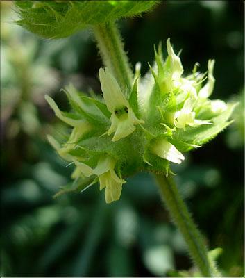 sideritis_endressii6309