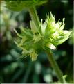 sideritis_endressii6309