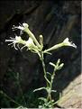 silene_italica6323